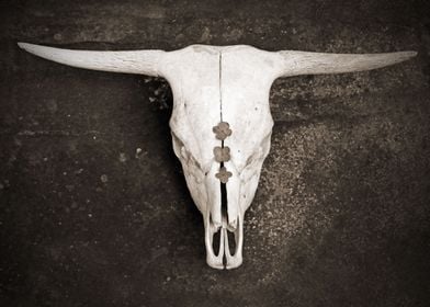 Sepia Cattle Skull on Ston