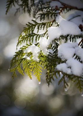 Snowy Tree in Sunlight 