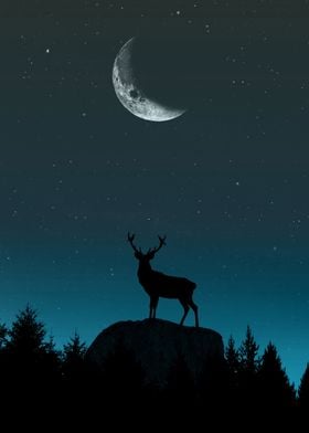 Wild Nature - Nocturne