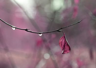 Plum Leaf and Raindrop