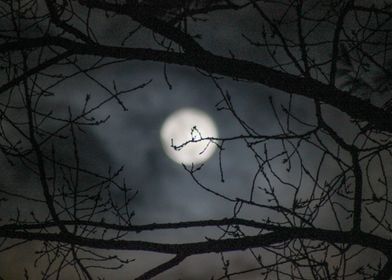 Moon lit Night