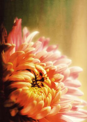 CHRYSANTHEMUM YELLOW v2.  Photoart & Watercolor 