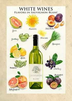 White Wines - Flavors in Sauvignon Blanc