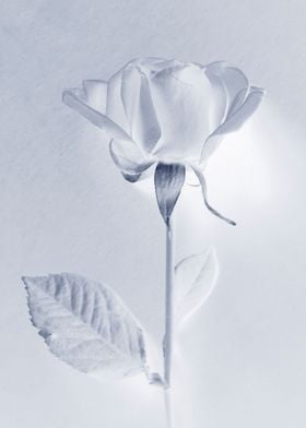 White rose