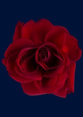 Red rose