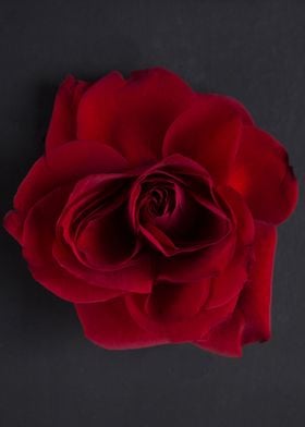 Red rose