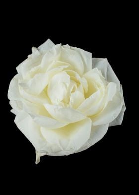 White rose