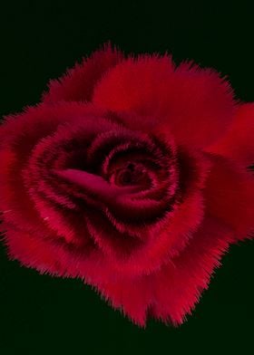 Red rose