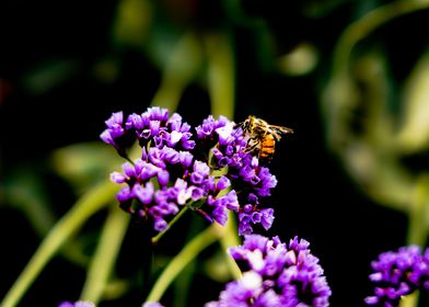 Bee chilling on purple flowers
