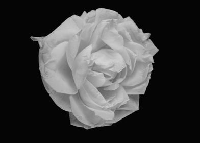 White rose