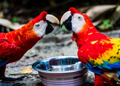 Kissing Macaws in the Amazon
