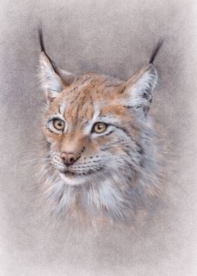 Wild Lynx Cat animal portrait
