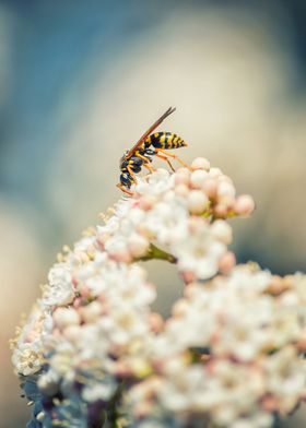 Wasp on white spring flowers