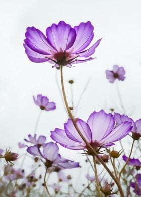 TENDER VIOLET BLOSSOMS