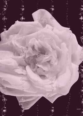 White rose