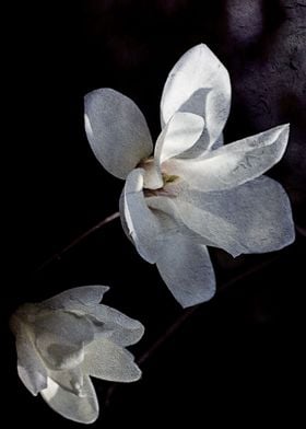 Magnoliaceae