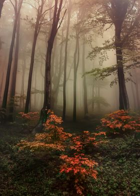 Foggy forest at dawn