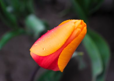 Sunrise Tulip