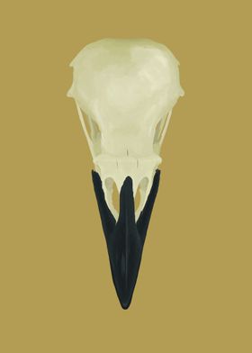 Raven Skull (Corvus corax)