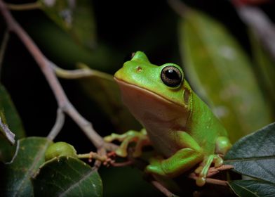 Gazing (Green tree frog)