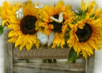 crate of sunflowers