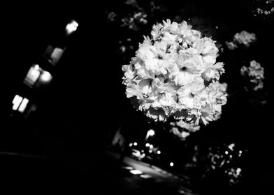 Night tree flower
