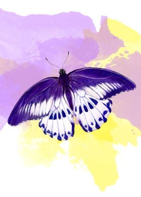 Purple Haze butterfly