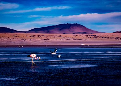 Amazing lake with flamingos and red water in Uyuni