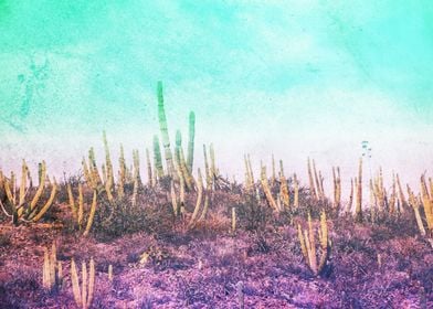 Cactuses in Sonora Mexico desert