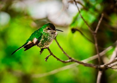 Beautiful cute green hummingbird perched on tree 