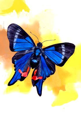 Blue Phoenix butterfly