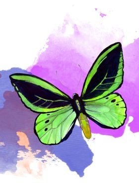 Green Lantern butterfly