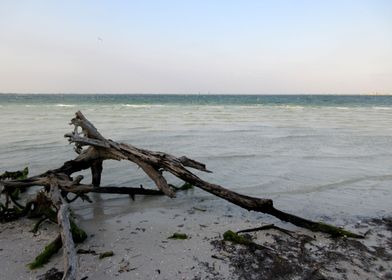 Driftwood Seashore