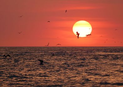 "Pelican Sunset"