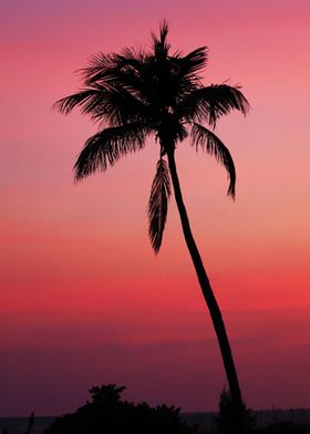 "Sunset Palm"