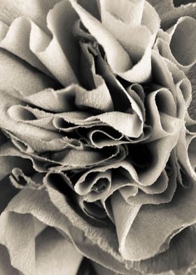 Black paper rose