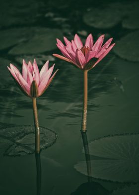 Lilly flower in a pond