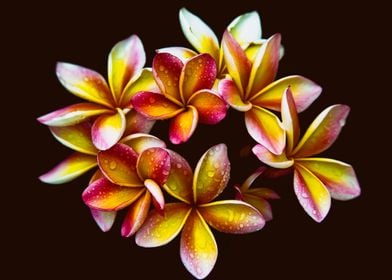 Frangipani background