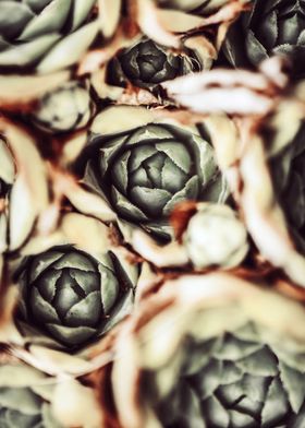 DARKSIDE OF SUCCULENTS-10A