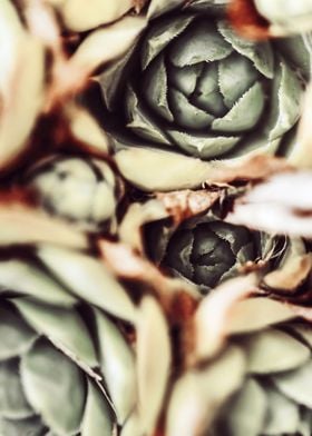 DARKSIDE OF SUCCULENTS-10B