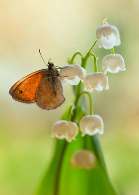 Orange butterfly on lily of the valley flowers