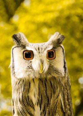 Cubic Owl