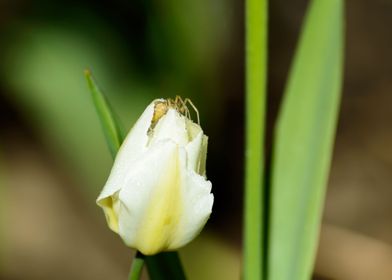 Spider and Tulip