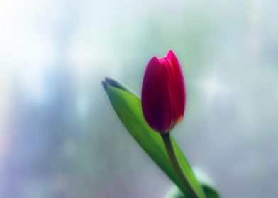 Tulip on a rainy day