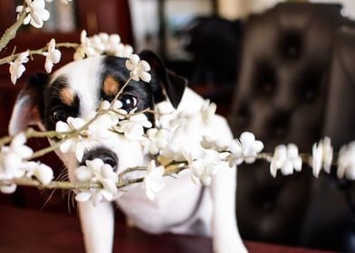 Curiosity - Cute puppy through white flowers 
