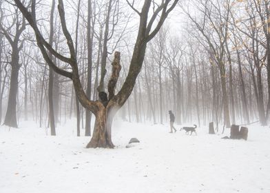 Tree with open arms on foggy forest walk
