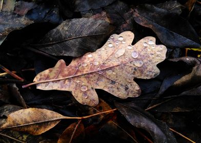 Oak leaf in the autumn dew