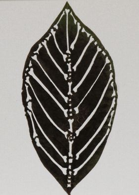 Leaf skeleton cut in a magnolia leaf
