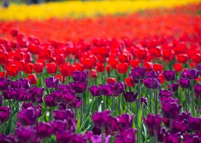 Rainbow in a Field of Tulips