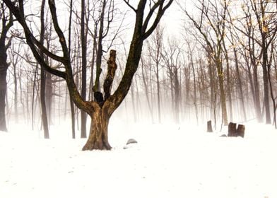 Dreamlike tree in white winter forest fog